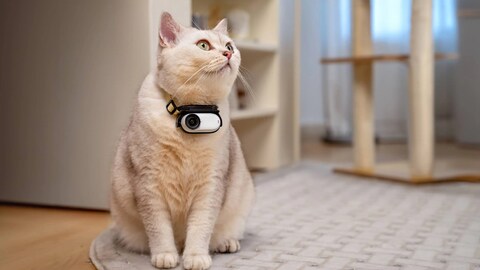 This Tiny 4K Camera Might Be the Ultimate Pet Accessory for iPhone Users