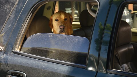 The Most Annoying Aspect of Summer Driving, Explained