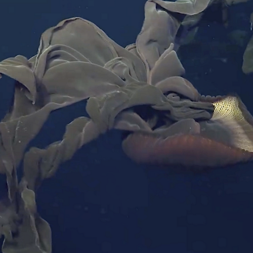 The stunning deep sea footage scientists filmed in 2023