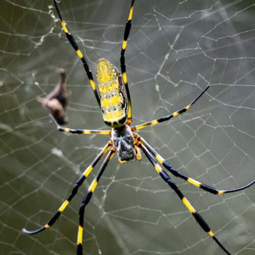 Yes, big spiders are spreading in the U.S. No, they're not flying.