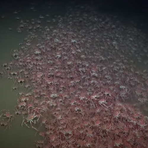 A deep sea expedition is filming jaw-dropping footage