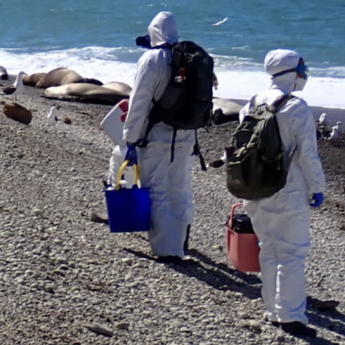 Bird flu decimates seals, leaving grim scenes of dead animals