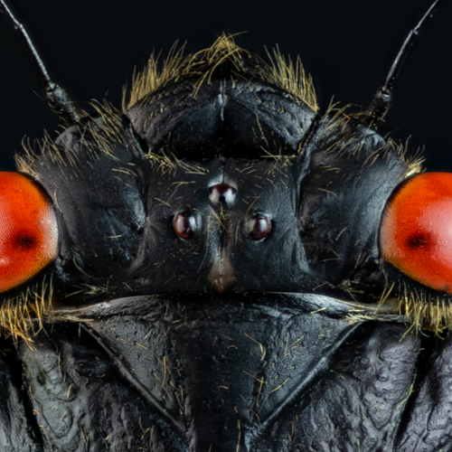 Cicadas love to land on people. Experts explain why.