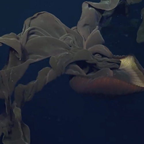 Absolutely astonishing deep sea giant just filmed by scientists