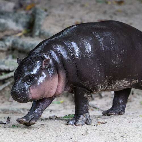 'Who Deng?' Meet Haggis, the newest hippo sensation from Edinburgh Zoo