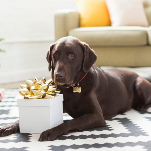 Gifts under $25 for pets and their parents