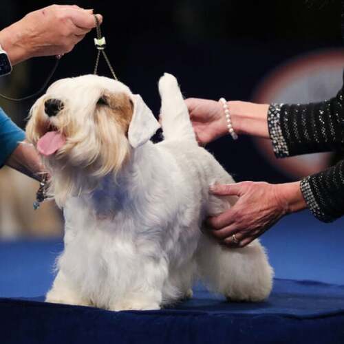 This tiny toasted marshmallow won 2023's National Dog Show