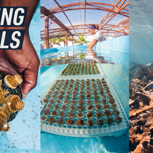 What if protecting coral reefs means growing them on land?