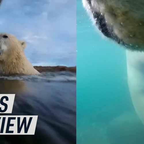 Rare POV footage captures polar bears in their melting habitat