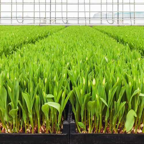 Why You Should Plant Your Tulips in Crates Instead