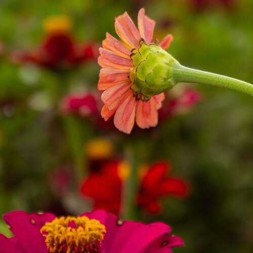 Why Your Flower Stems Have Gone Crooked (and How to Straighten Them Out Next Year)