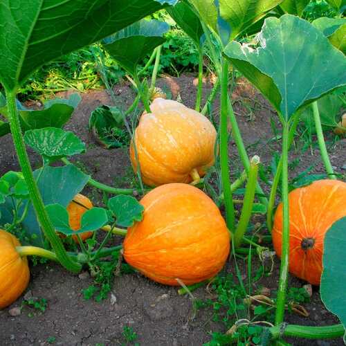 How to Keep Your Pumpkin Plants Alive Until Halloween