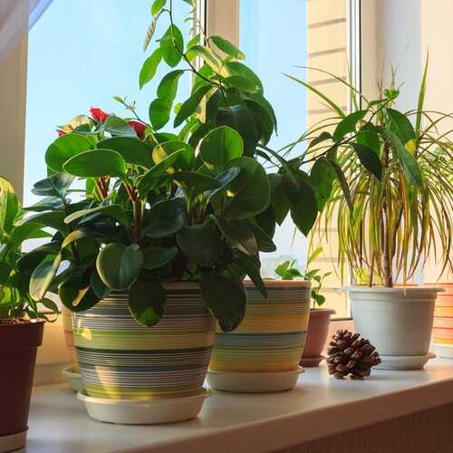 Four Things to Do When You Move Plants Indoors for Winter