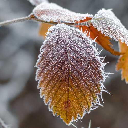 When to Expect the First Frost in Your Area