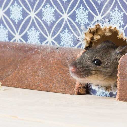 How to Keep Mice Out of Your House This Winter