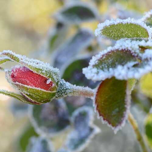 Three Things I Do to Protect My Plants Before a Freeze