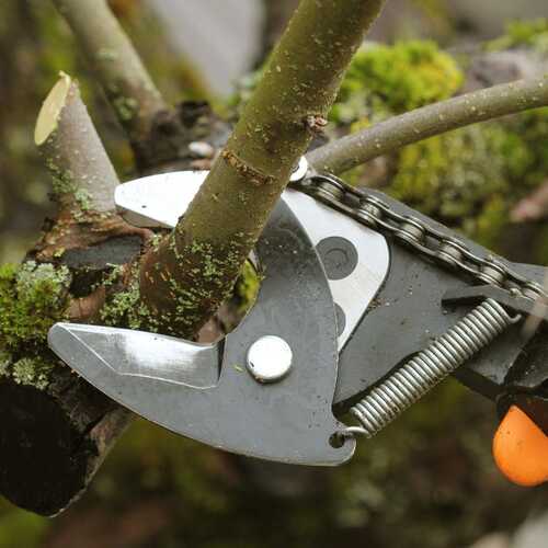 How to Disinfect Your Pruning Tools (and Why You Should)