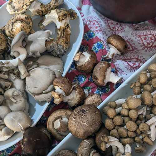 Make Mushroom Garum Today and Use It on Everything This Thanksgiving