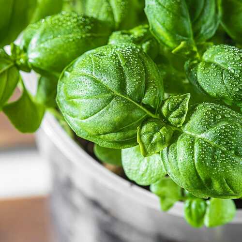 How to Keep Potted Herbs Alive Inside All Winter