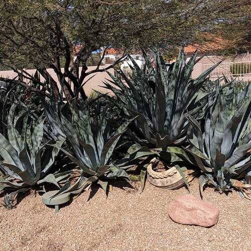 Get Your Desert Landscaping Ready for Winter