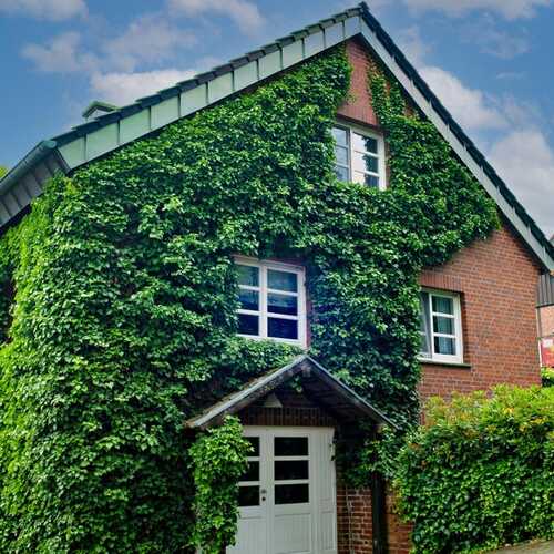 Think Twice About Letting Vines Envelop Your House