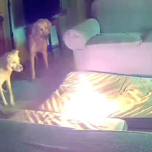 Dog Starts Fire After Chewing Through Portable Power Bank