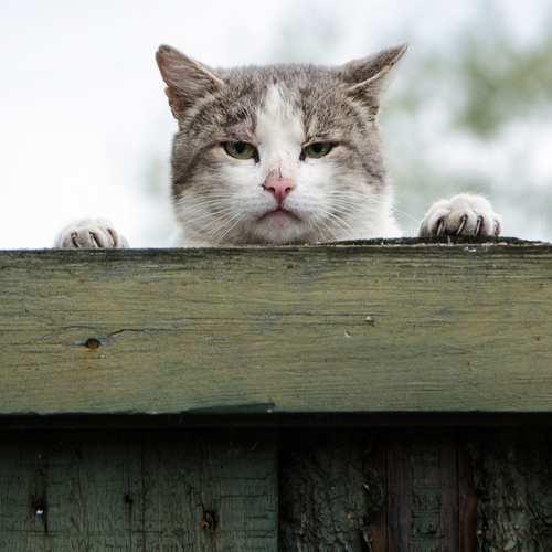 The Unbreakable Rules of Sharing a Fence With Your Neighbor