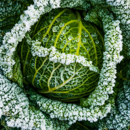 You Can Still Harvest These Vegetables After a Frost