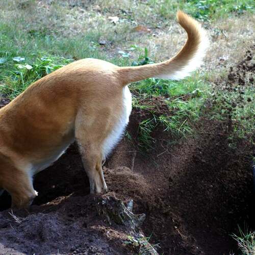 How to Deal With Your Dog's Incessant Digging