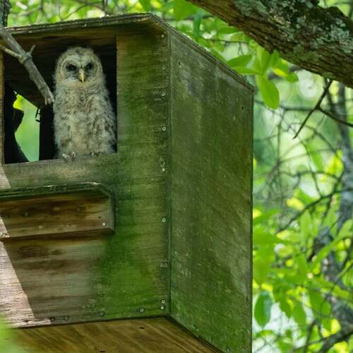 How to Build an Owl's Nest Box for Your Yard