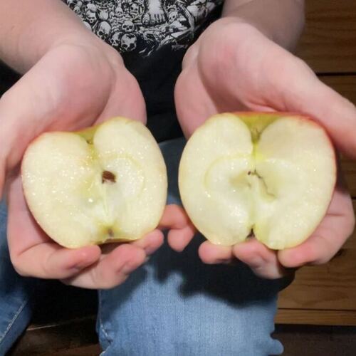 How to Split an Apple in Half With Your Bare Hands (and a Way to Cheat a Little)