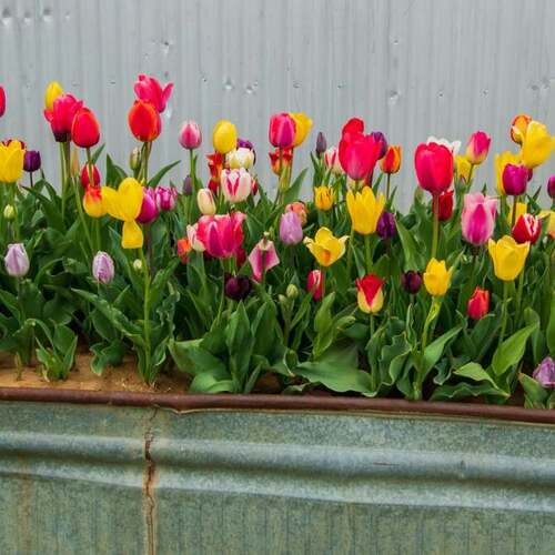 How to Fill Your Planters With Year-Round Blooms