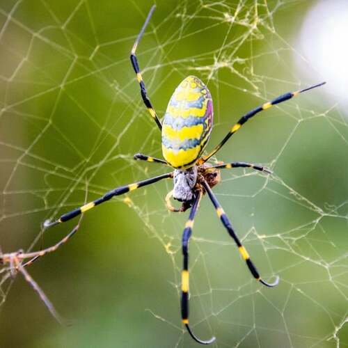 Don't Freak Out About the Giant Spiders Dropping From the Sky This Summer