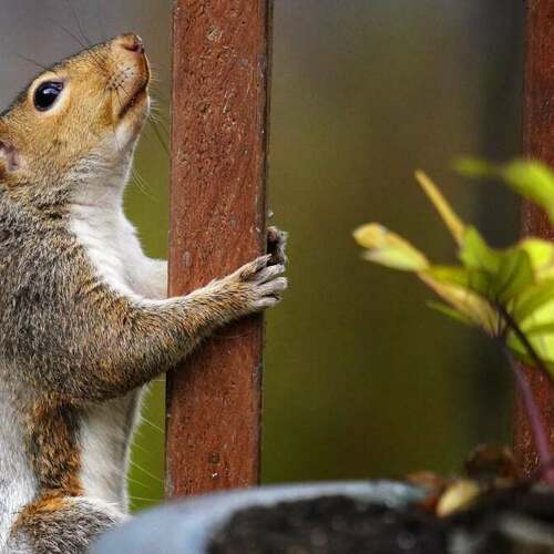 The Best Ways to Keep Squirrels Out of Your Potted Plants