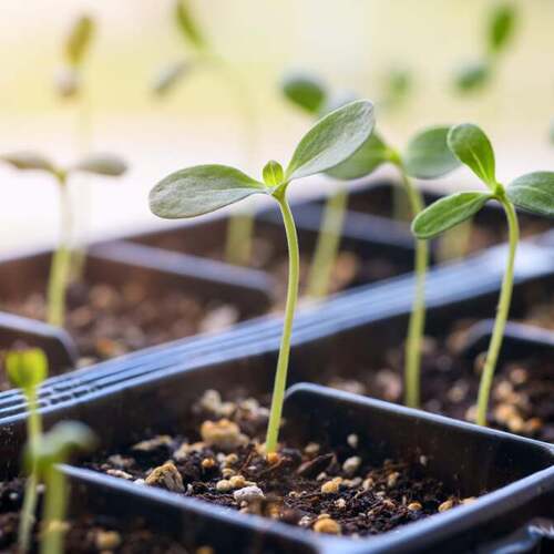 How to Move Your Seedlings Outside Without Killing Them