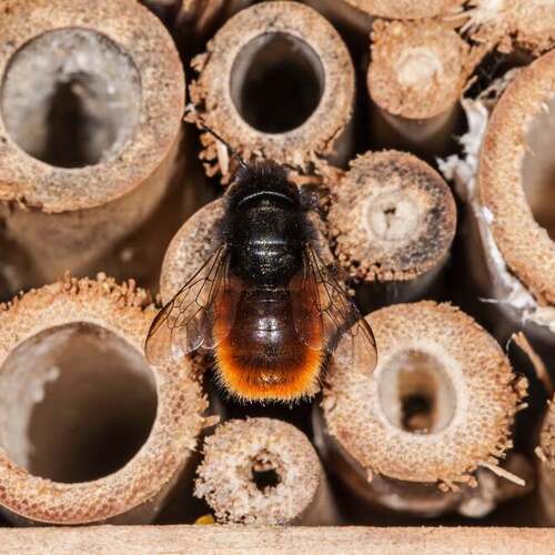 How to Correctly Set Up a Mason Bee House