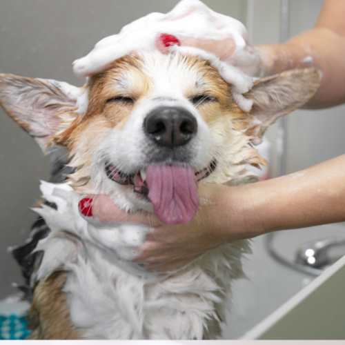 How to Groom Your Dog Without Traumatizing Them