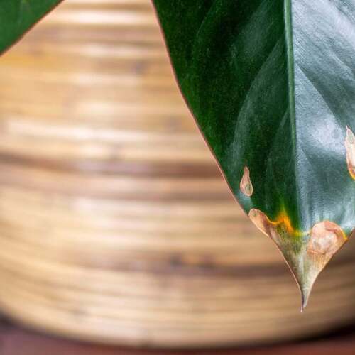 What to Do When the Tips of Your Plant’s Leaves Turn Brown