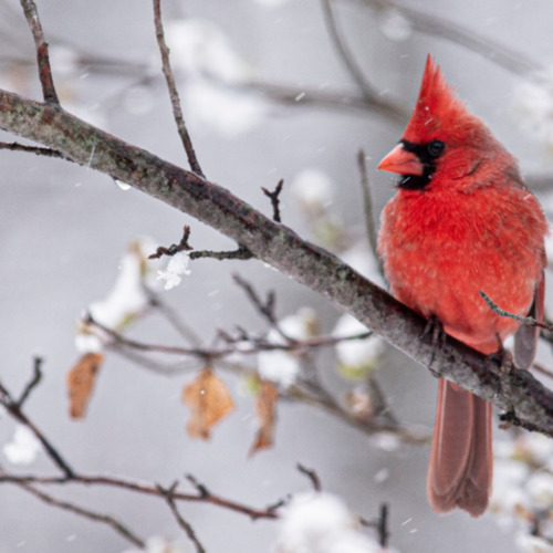 The Best Ways to Attract Cardinals to Your Yard This Winter