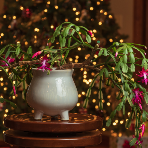 Five of the Best Indoor Winter Flowering Plants (That Aren’t Poinsettias)