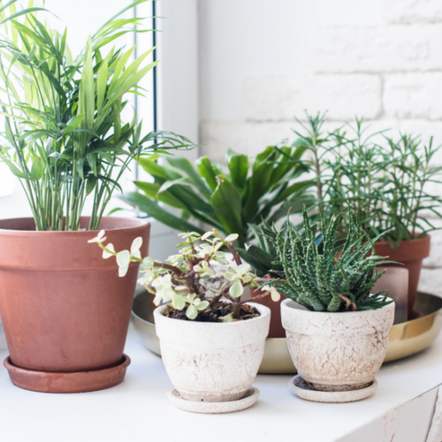 Why You Shouldn't Fertilize Your Houseplants During the Winter