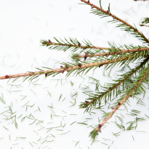 How to Clean up Christmas Tree Pine Needles Without Wrecking Your Vacuum