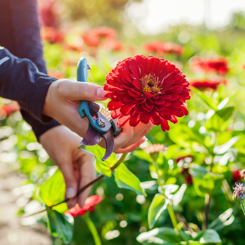 These Are the Most Exciting Seeds in Gardening Catalogs This Year