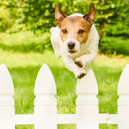 All the Ways Smart Tech Can Keep Your Pets From Escaping