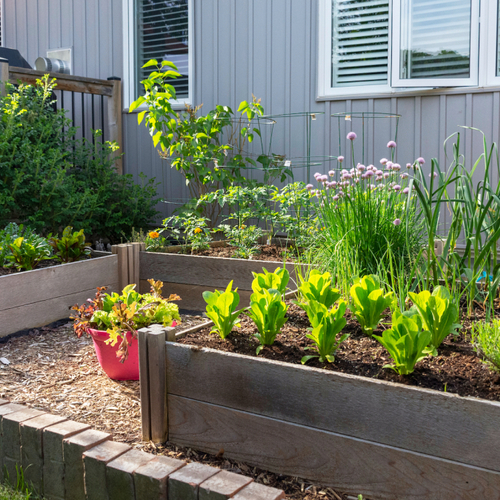 The Best Ways to Lay Out Your Vegetable Garden