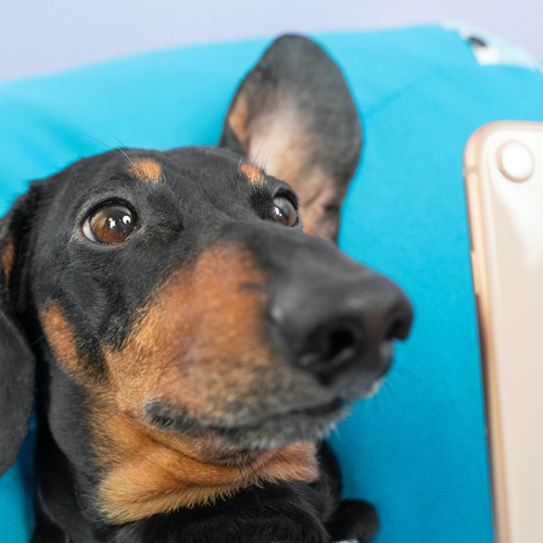 You Can Use Telehealth for Your Pet, Too