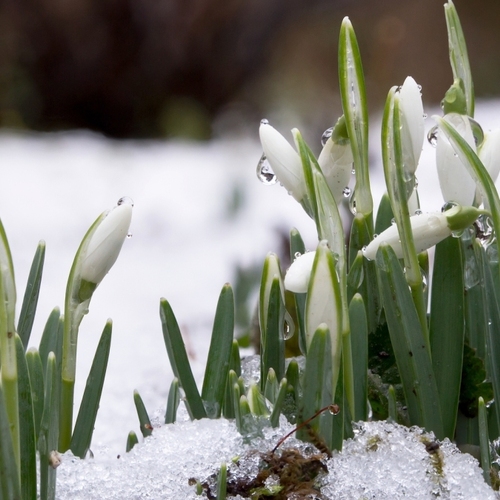 The Five Gardening Tasks You Should Complete in February