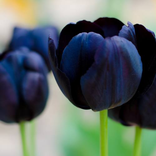 This Year, Try Growing a ‘Goth Garden’