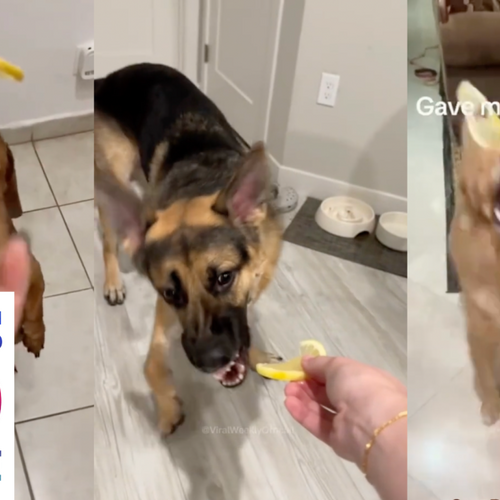 The Out-of-Touch Adults' Guide to Kid Culture: Dogs Vs. Lemons