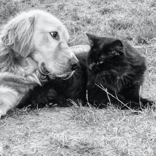 TikTok's 'Golden Retriever' and 'Black Cat' Relationship Theory Is Toxic